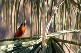 Turdus migratorius - American Robin