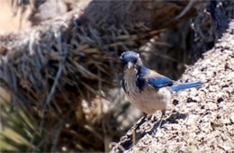 Aphelocoma californica - Western Scrub Jay