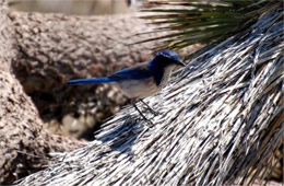 Aphelocoma californica - Western Scrub Jay