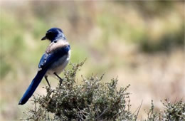 Aphelocoma californica - Western Scrub Jay