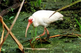 Eudocimus albus - White Ibis