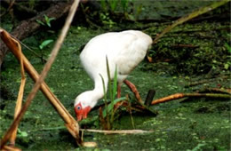 Eudocimus albus - White Ibis