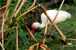 Eudocimus albus - White Ibis