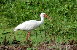 Eudocimus albus - White Ibis