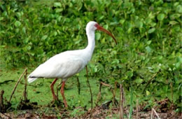 Eudocimus albus - White Ibis