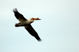 Pelecanus erythrorhynchos - American White Pelican