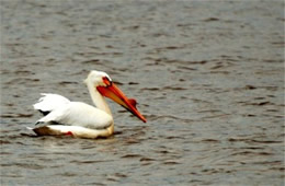 Pelecanus erythrorhynchos - American White Pelican