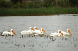 Pelecanus erythrorhynchos - American White Pelican