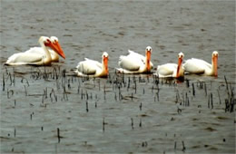 Pelecanus erythrorhynchos - American White Pelican