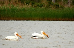 Pelecanus erythrorhynchos - American White Pelican