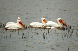 Pelecanus erythrorhynchos - American White Pelican