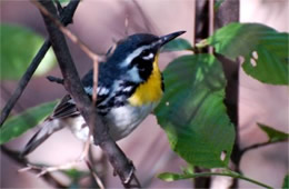 Dendroica dominica - Yellow-throated Warbler
