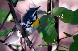 Dendroica dominica - Yellow-throated Warbler