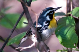 Dendroica dominica - Yellow-throated Warbler