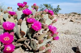 Opuntia basilaris - Beavertail Cactus