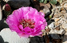 Opuntia basilaris - Beavertail Cactus