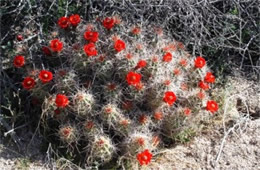 Echinocereus triglochidiatus - Mojave Mound Cactus