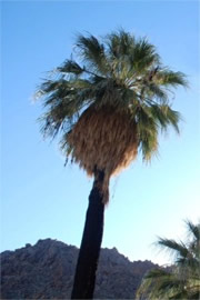 Washingtonia filifera - California Fan Palm