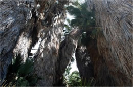 Washingtonia filifera - California Fan Palm