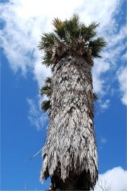 Washingtonia filifera - California Fan Palm