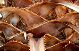 Washingtonia filifera - California Fan Palm