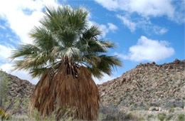 Washingtonia filifera - California Fan Palm