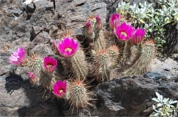 Echinocereus engelmannii - Engelmann's Hedgehog Cactus