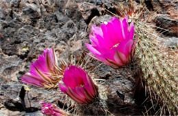 Echinocereus engelmannii - Engelmann's Hedgehog Cactus