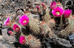 Echinocereus engelmannii - Engelmann's Hedgehog Cactus