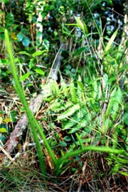 Lycopodiella alopecuroides  - Foxtail Clubmoss