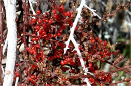 Phoradendron californicum - Desert Mistletoe