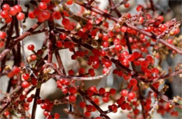 Phoradendron californicum - Desert Mistletoe