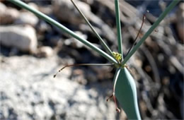 Eriogonum inflatum - Desert Trumpet