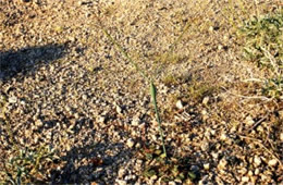 Eriogonum inflatum - Desert Trumpet