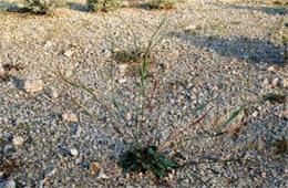 Eriogonum inflatum - Desert Trumpet