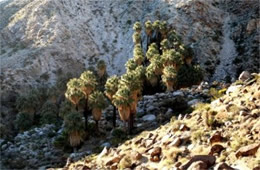 Washingtonia filifera - California Fan Palm