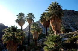 Washingtonia filifera - California Fan Palm