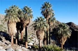 Washingtonia filifera - California Fan Palm