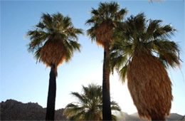 Washingtonia filifera - California Fan Palm