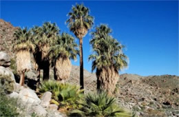 Washingtonia filifera - California Fan Palm