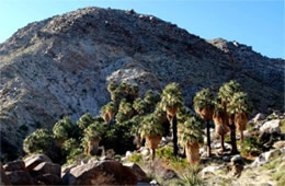 Washingtonia filifera - California Fan Palm