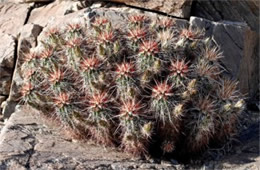 Echinocereus sp. - Hedgehog Cactus