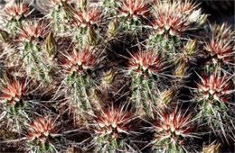 Echinocereus sp. - Hedgehog Cactus