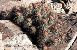 Echinocereus sp. - Hedgehog Cactus