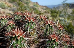 Echinocereus sp. - Hedgehog Cactus