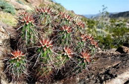 Echinocereus sp. - Hedgehog Cactus