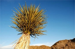 Yucca brevifolia - Joshua Tree