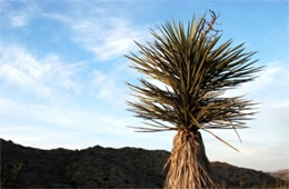 Yucca brevifolia - Joshua Tree