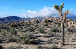 Yucca brevifolia - Joshua Tree