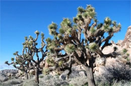 Yucca brevifolia - Joshua Tree